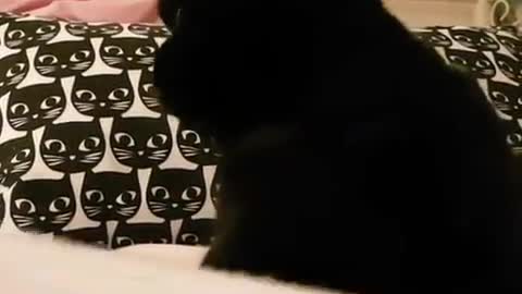 That cat is so black