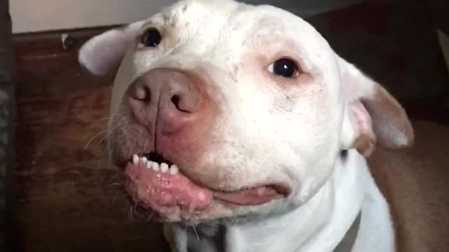 Pitbull in living room wheezes at owner