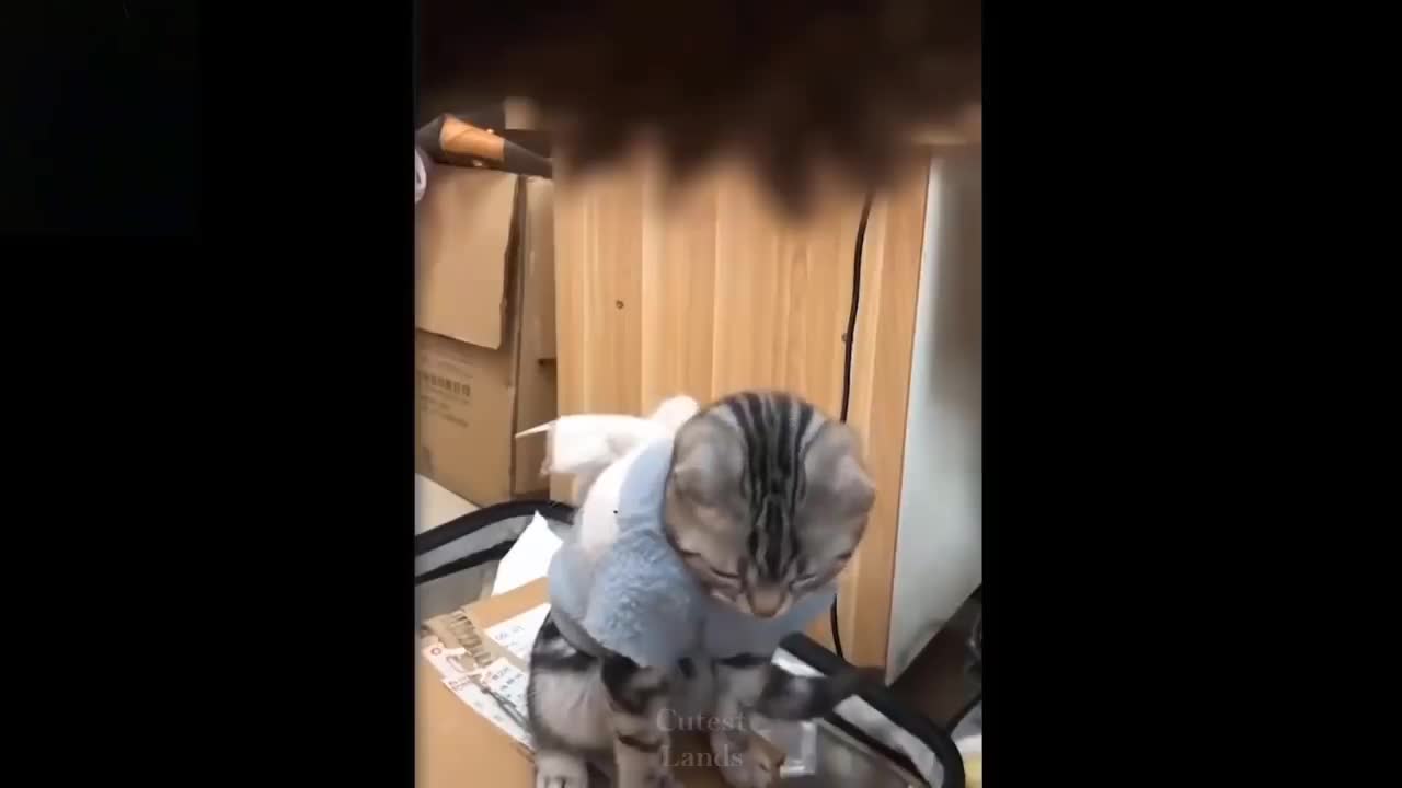 Funny as a pet can be