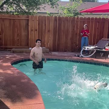 Lab dog, summer, swimming, doglover, petlife