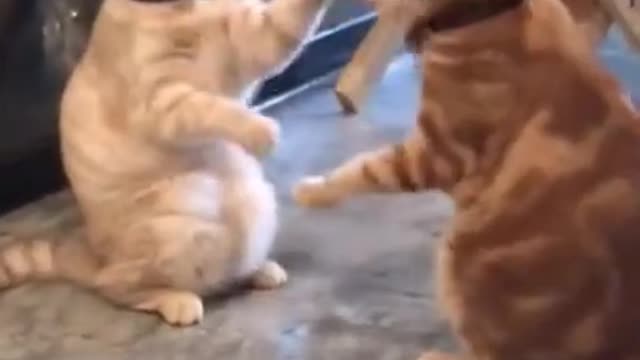 Best funny and lovely cats