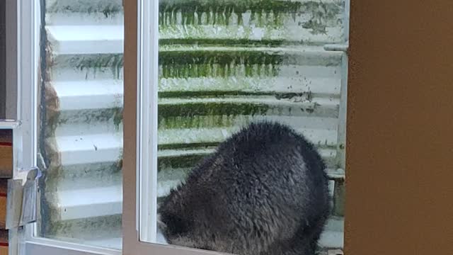 A raccoon fell thru my basement window well ! January 2021