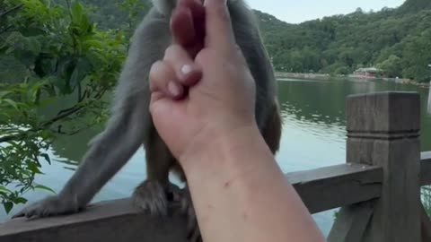 Watch the Monkey's Reaction to This Gesture!