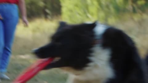 Young plump woman playing with her dog outdoors - throwing a red plastic disk for her dog to catch