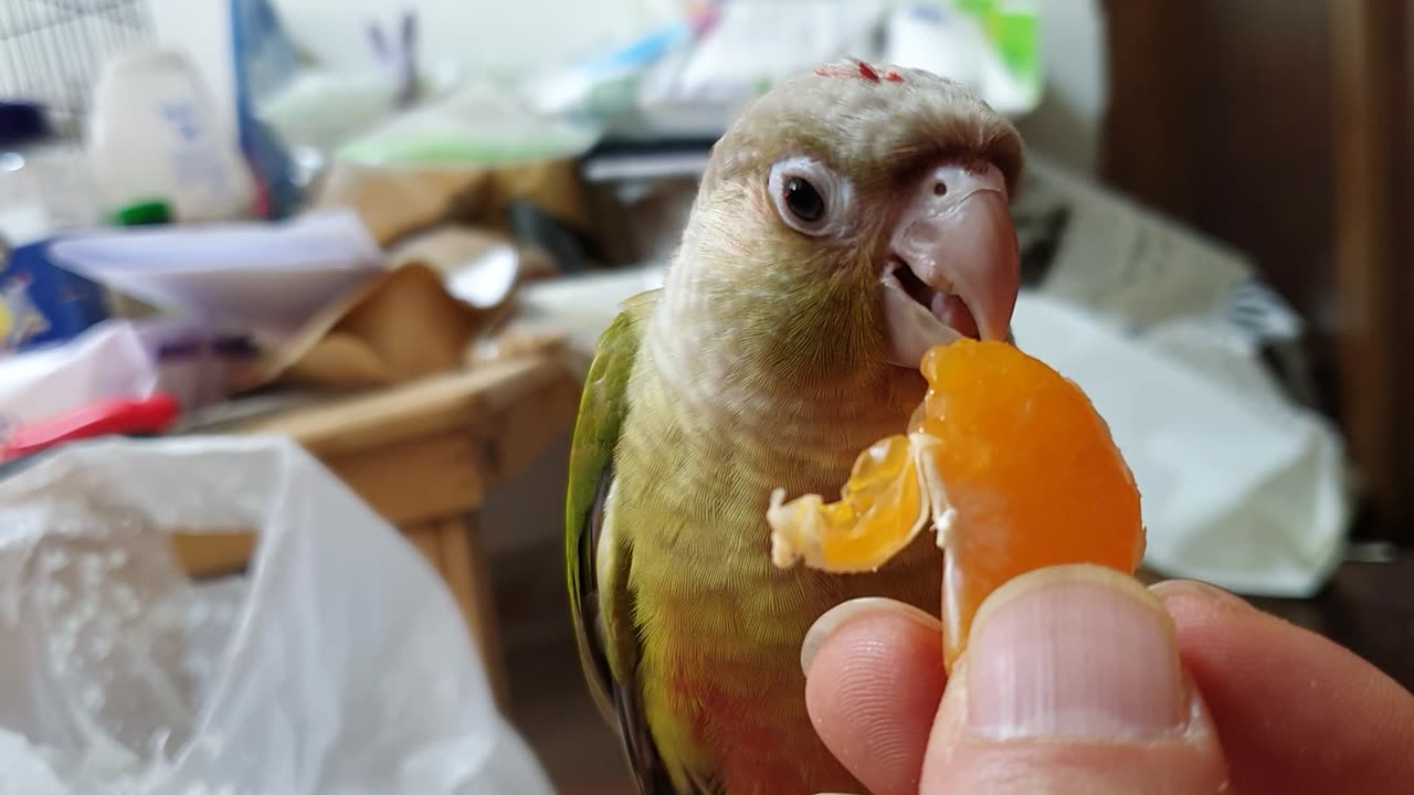 first tasting of orange