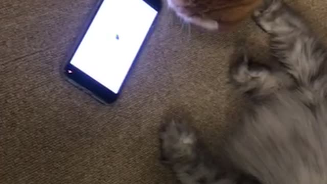 cat hobby with smart phone