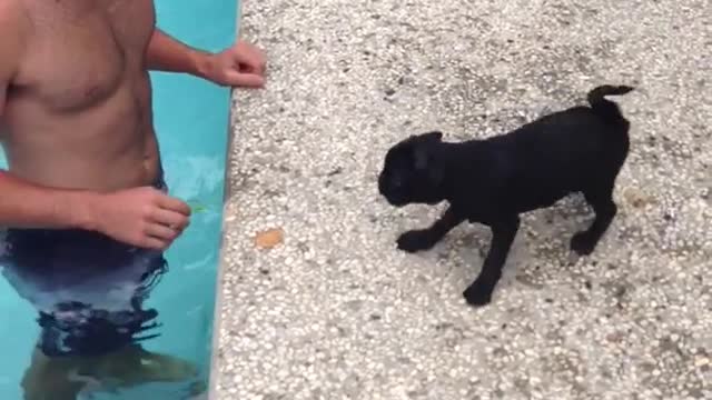 Black dog running on pool deck as owner tries to catch it in pool