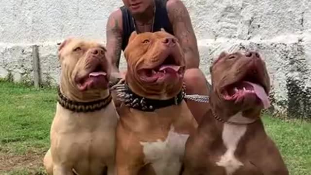 Which of these 3 dogs do you prefer do 🐶_________