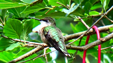 Hummingbird