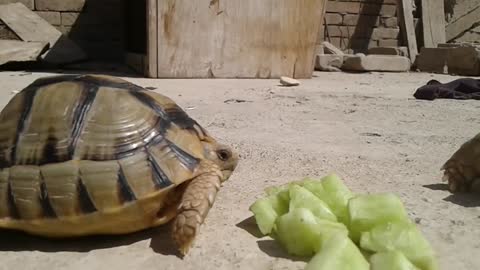 turtle eating sweet melon