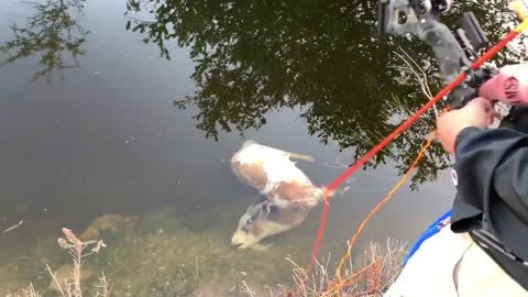 PET FARM ANIMAL Found DEAD in LOCAL CANAL While BOWFISHING?!