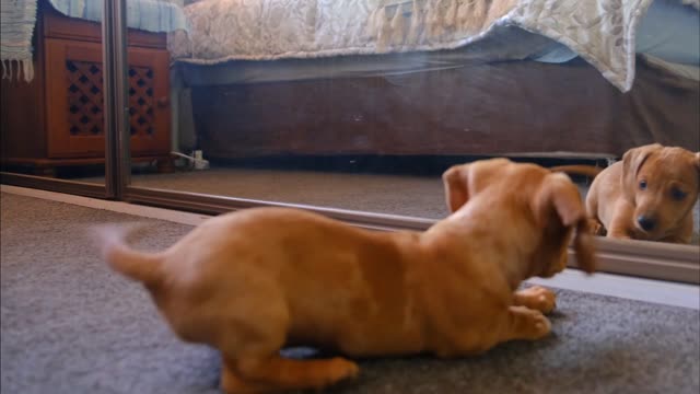 A Dog Fights With His Reflection In The Mirror