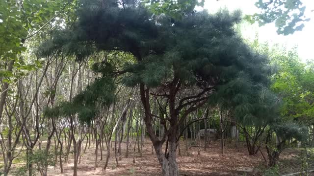 What tree is this!