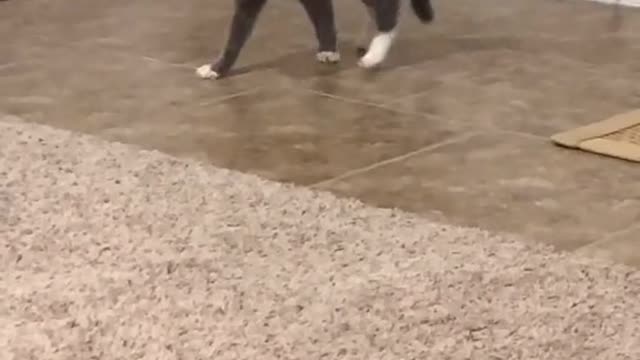 Cute Cat Jumping