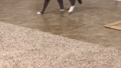 Cute Cat Jumping