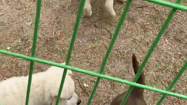 So lovely and cute puppies