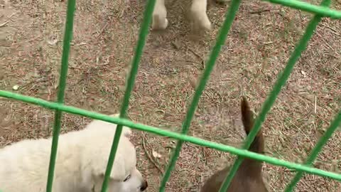 So lovely and cute puppies