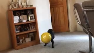 Black dog walking around living room carrying yellow bowl