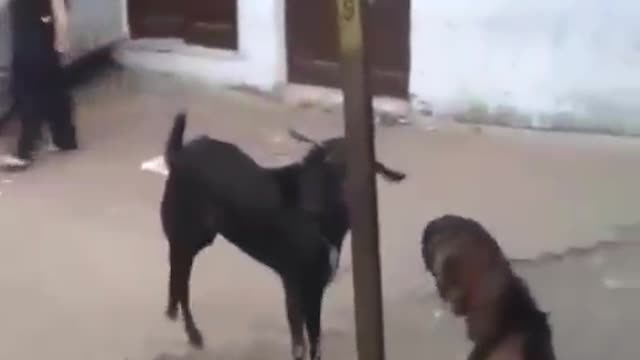 Goat hitting girl