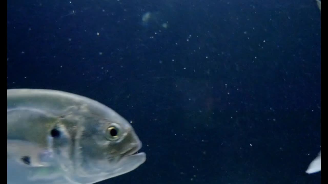 excellent fish video