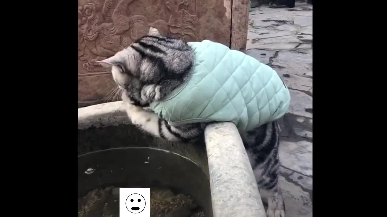 TRY NOT TO LAUGH WITH THESE CATS ULTIMATE LEVEL!!!!