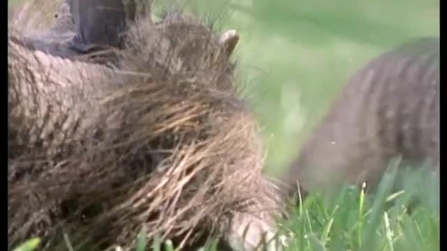 A Free Lunch for Banded Mongooses | Bands on the Run | BBC Earth