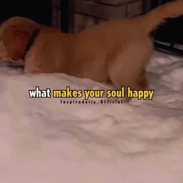 What a happy soul cute puppy trending