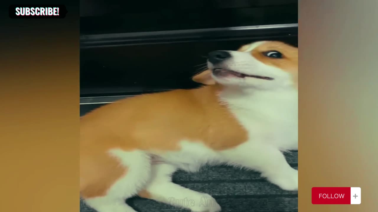 New Funny Videos 2024 😍