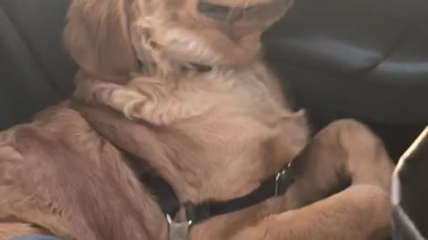 Sleepy Pup Must be Having Sweet Dreams