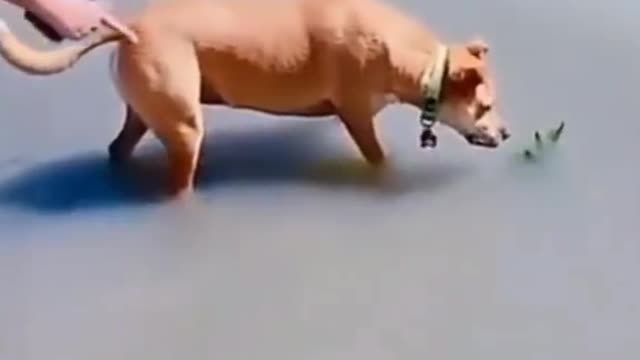 Funny dog vidéos