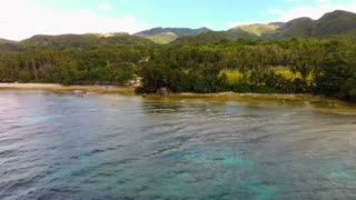 white Sharks in bohol island Philippines