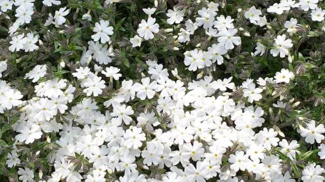 White flowers!