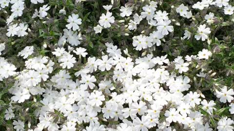 White flowers!