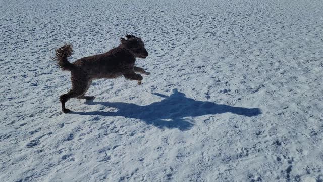 Posy at the dog park