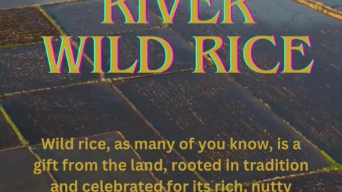 Nutrient-Rich Cultivated Wild Rice for Every Meal