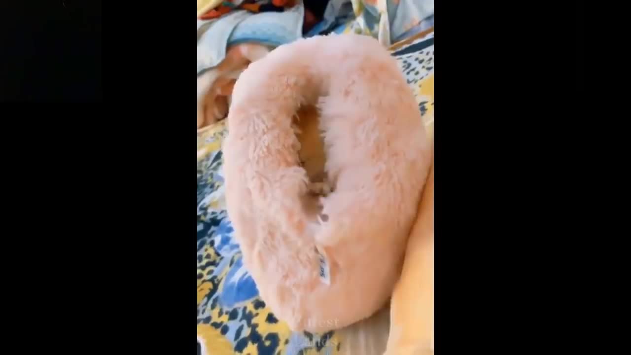 Cute is not enough | Cutest Dog & Cats in the World