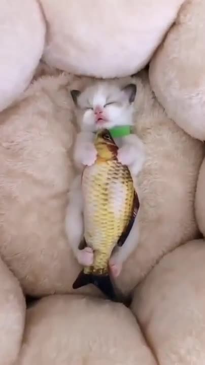 Cute cat sleeping with owner Compilation 2022