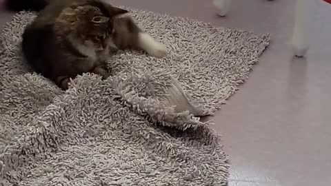 Cat Playing on Carpet.