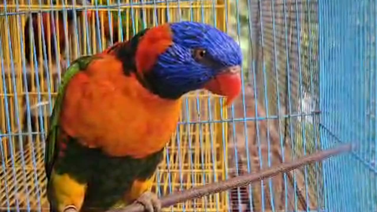 Red collard lorikeet