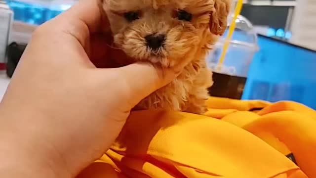 Cute poodle puppy childhood eye contact