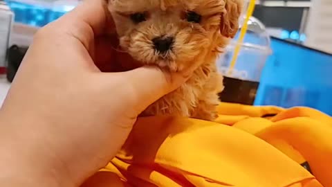 Cute poodle puppy childhood eye contact