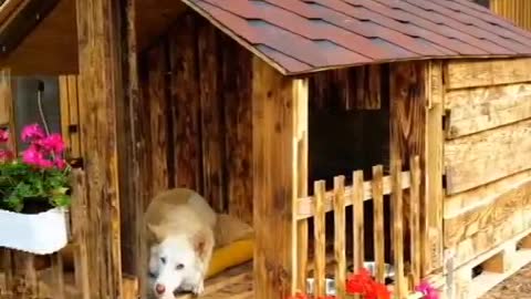 How to Build a Dog House, Making of Dog House