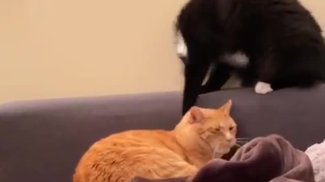 Cat Video || Cat Funny Moment Video