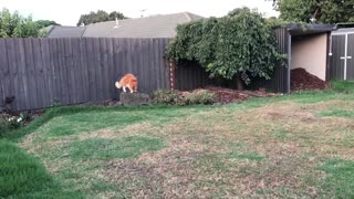 14kg Maine Coon Cat sprinting