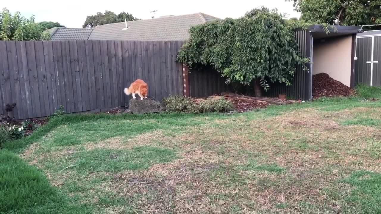 14kg Maine Coon Cat sprinting