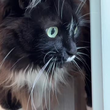 She makes the cutest sound when she's bird watching |Funny animal videos| try not to laugh