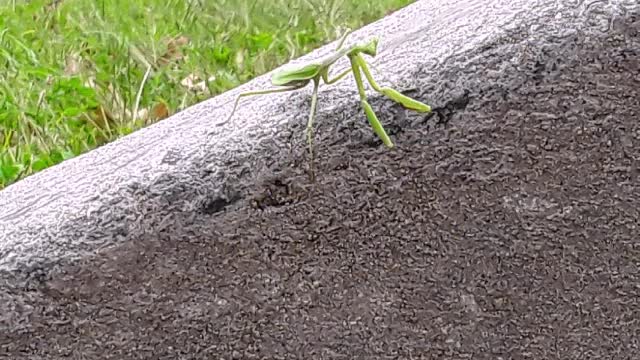 Praying Mantis on the Run