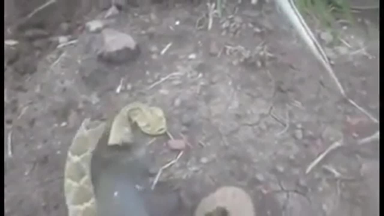 Guy touches a rattlesnake’s severed head and gets bitten