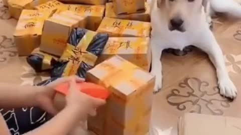 Funny and Clever Moments from Cute Puppy's and Dog - Compilation