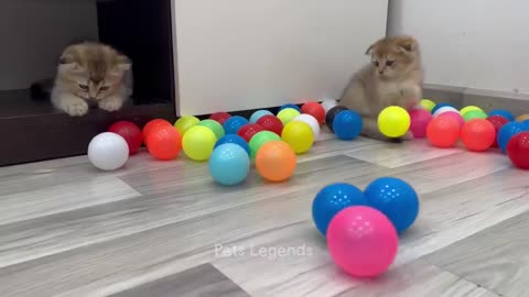 1 Hour of Funniest Animals 2023 😍 New Funny Cats and Dogs Videos 😹🐶